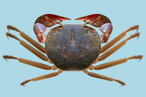 Crab crab, sea-creature, fish, fishing, sea, nature, ocean