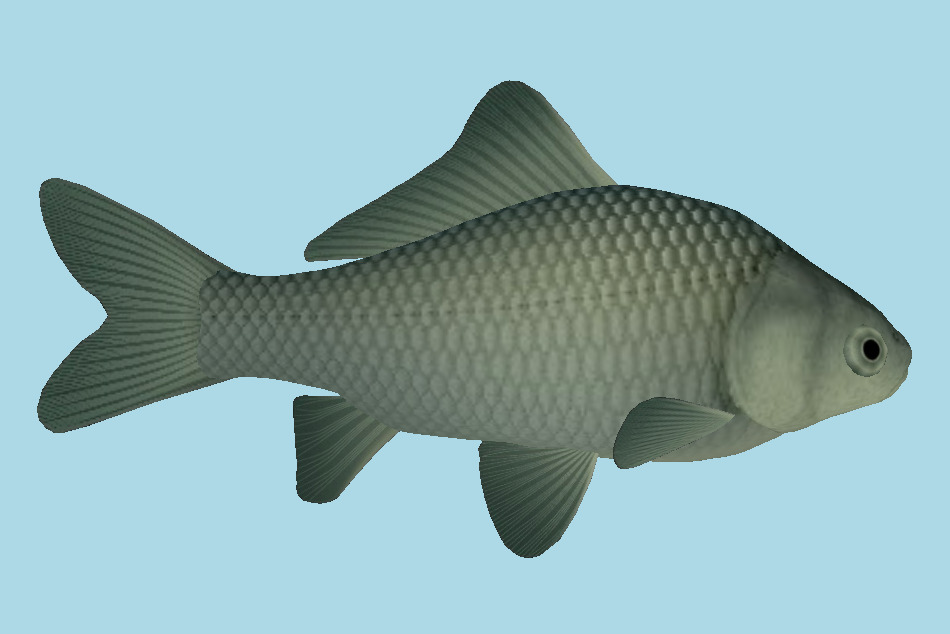 Prussian Carp Fish 3d model