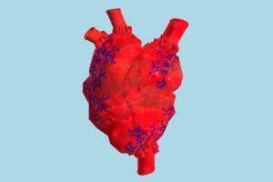 Heart organ, body-parts, anatomy, heart, human