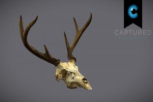 CD_Deer_Skull_Scan anatomy, games, videogame, unreal, deer, viz, antlers, captureddimensions, photoscan, unity3d, photogrammetry, 3d, skull, scan, animal