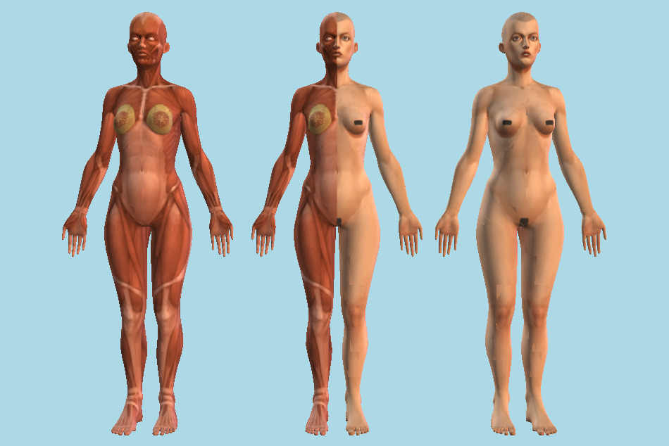 Female Anatomy 3d model