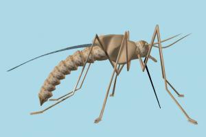 Mosquito mosquito, arachnid, spider, bugs, insects, creature, nature