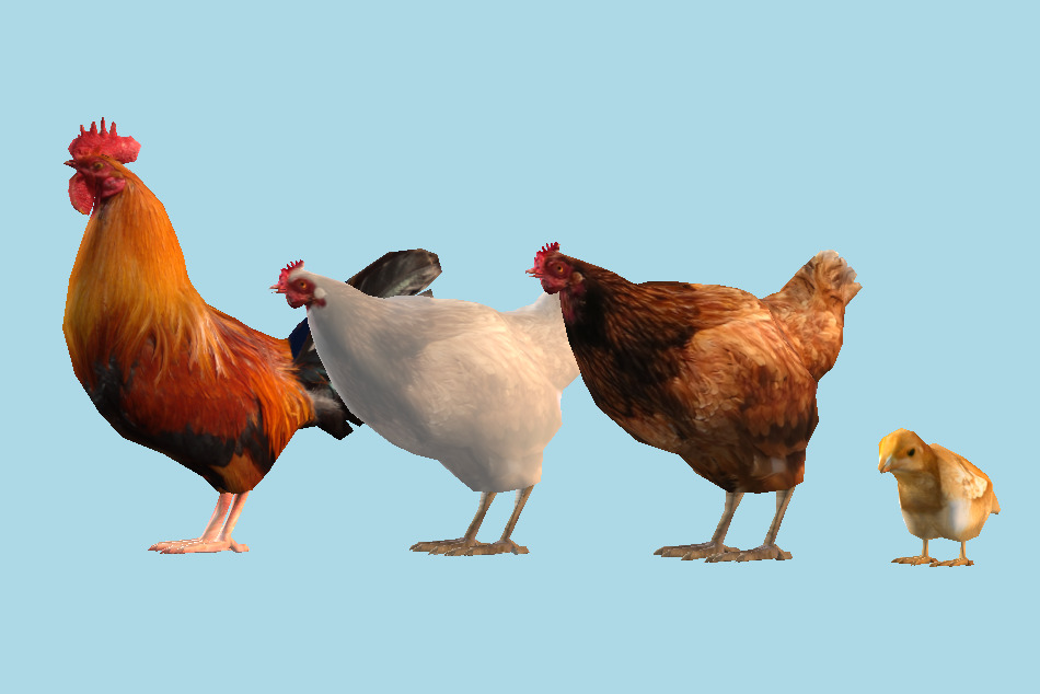 Chicken Family 3d model