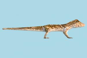 Gecko Lizard lizard, alligator, crocodile, caiman, reptiles, reptilians, animal, animals, wild, nature, jungle