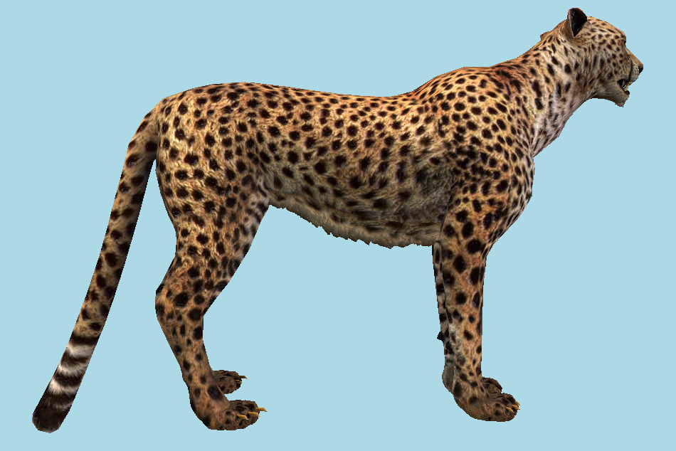 Cheetah Running 3d model