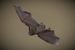3DRT bat, wings, wild, mammal, cave, flight, critter, gamedev, reservoir, desease, pest, mobilegames, nocturnal, echolocation, 3dr-upload, chiroptera, 3d, lowpoly, gameasset, creature, animal, animated, 3dmodel, gameready, insectivore, fruit-bat, flying-mammal, flying-fox, nactarivore, vampire-bat, spillover, guano