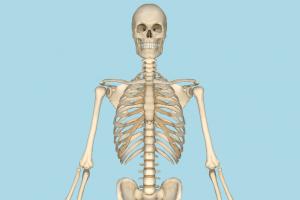 Skeleton Skeleton-2