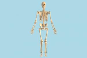 Skeleton skeleton, anatomy, skull, bones, bone, anatomical, skeletal, anatomia, human, medical, anatomization, autopsy, body, study