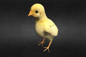 Chick bird, chick, chicken, domestic, farm, blender, lowpoly, zbrush