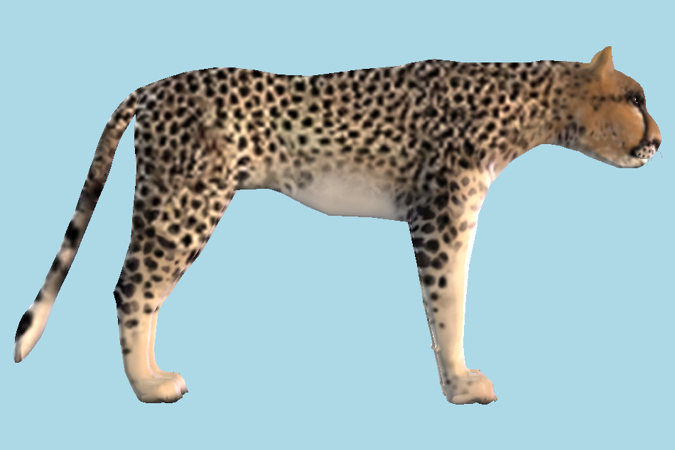 African Cheetah 3d model