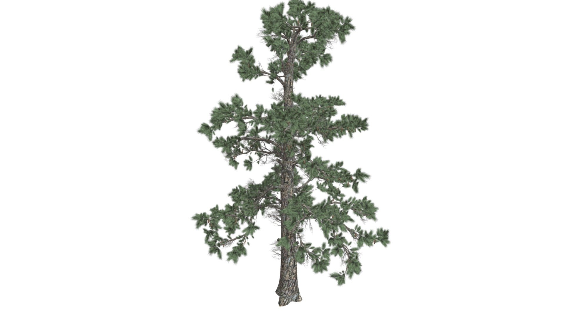 This 3D model of the Eastern White Pine Tree is a highly detailed and photorealistic option suitable for architectural, landscaping, and video game projects. The model is designed with carefully crafted textures that mimic the natural beauty of a real Eastern White Pine Tree. Its versatility allows it to bring a touch of realism to any project, whether it's a small architectural rendering or a large-scale landscape design. Additionally, the model is optimized for performance and features efficient UV mapping. This photorealistic 3D model is the perfect solution for architects, landscapers, and game developers who want to enhance the visual experience of their project with a highly detailed, photorealistic Eastern White Pine Tree 3d model