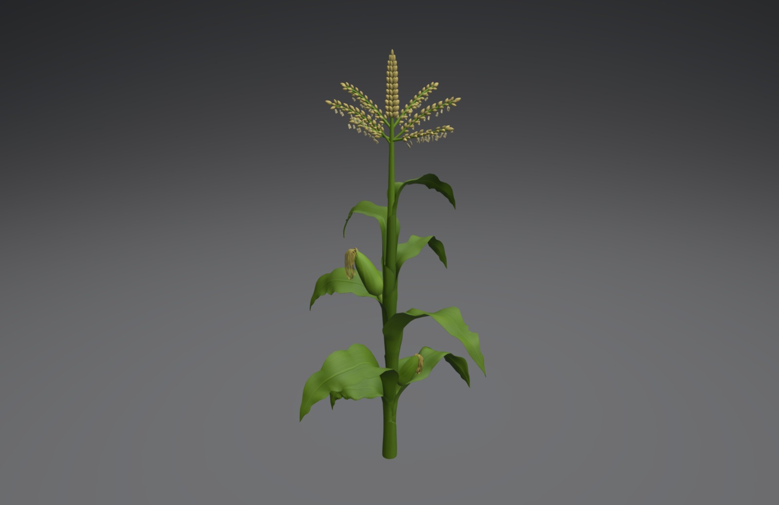 Corn plant - 3D model by Cengkerik (@backbone) 3d model