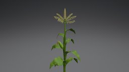 Corn plant 