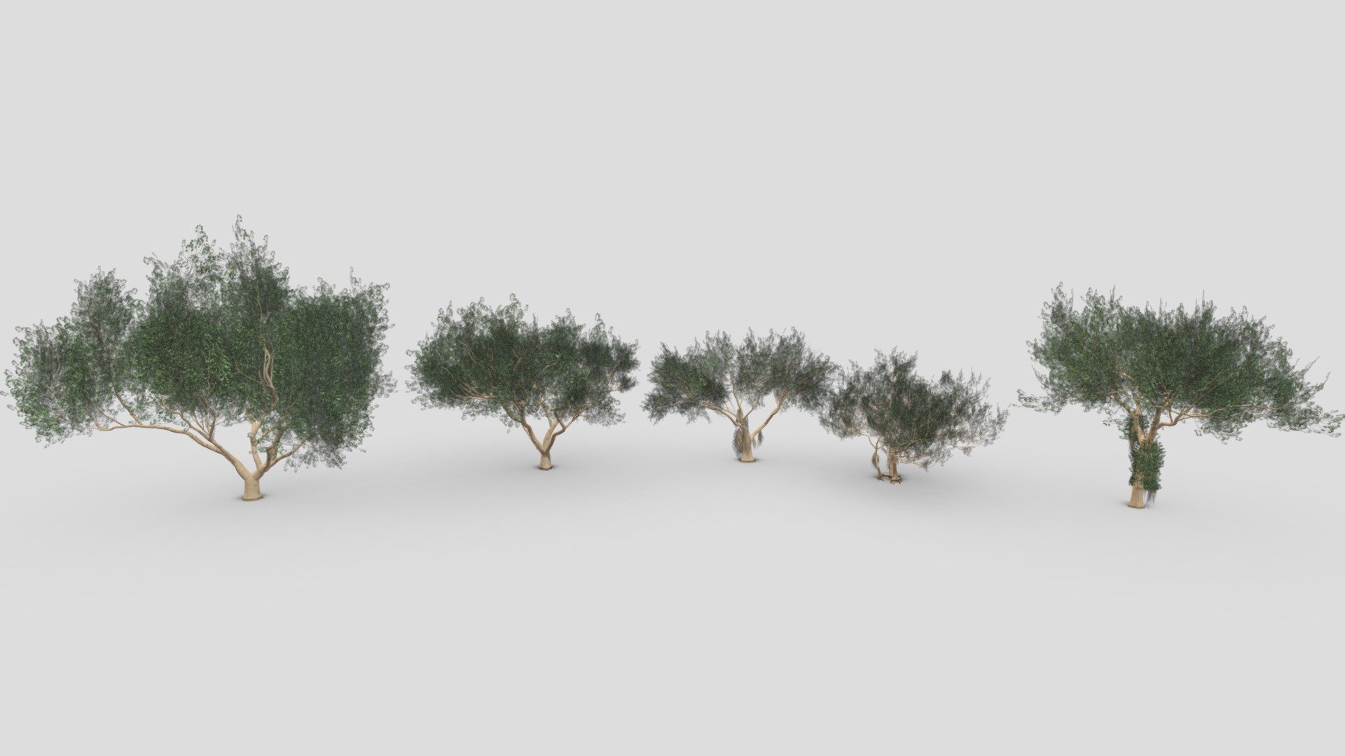 This file includes a collection of 5 3D Models of the Ficus Benjamina Tree. 

Note; This is the Second collection of Ficus Benjamina Tree.

Ficus Benjamina Tree-S06: https://sketchfab.com/3d-models/ficus-benjamina-tree-s06-76db689b9cfc444590614665028eb94a

Ficus Benjamina Tree-S07: https://sketchfab.com/3d-models/ficus-benjamina-tree-s07-1c1f0b05d93942e4b1e108e7da8de681

Ficus Benjamina Tree-S08: https://sketchfab.com/3d-models/ficus-benjamina-tree-s08-55c2dc0237f140d5972d75d70317e631

Ficus Benjamina Tree-S09: https://sketchfab.com/3d-models/ficus-benjamina-tree-s09-08b26ea9f291405281212cc5e6bd2d47

Ficus Benjamina Tree-S10: https://sketchfab.com/3d-models/ficus-benjamina-tree-s10-60734a9531c440469b6afc65eab729c1 - Ficus Benjamina Tree-Pack 02 - Buy Royalty Free 3D model by ASMA3D 3d model
