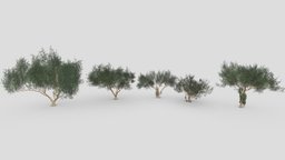 Ficus Benjamina Tree-Pack 02