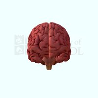 Human brain brain, cerebral, cerebellum, hemispheres, brainstem, pons, midbrain