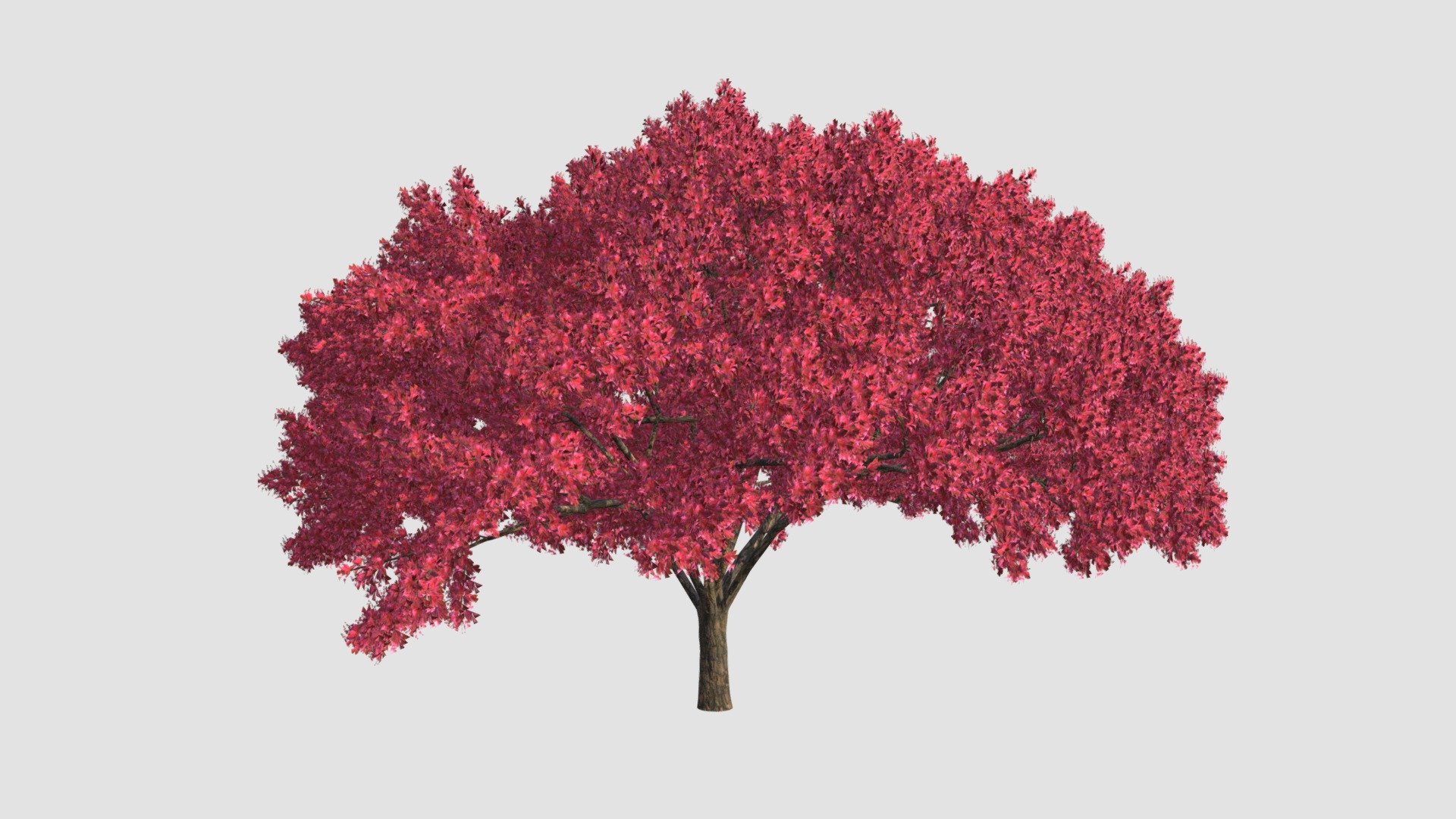 Cherry tree. High detailed model of plant with all textures, shaders and materials. It is ready to use, just put it into your scene 3d model