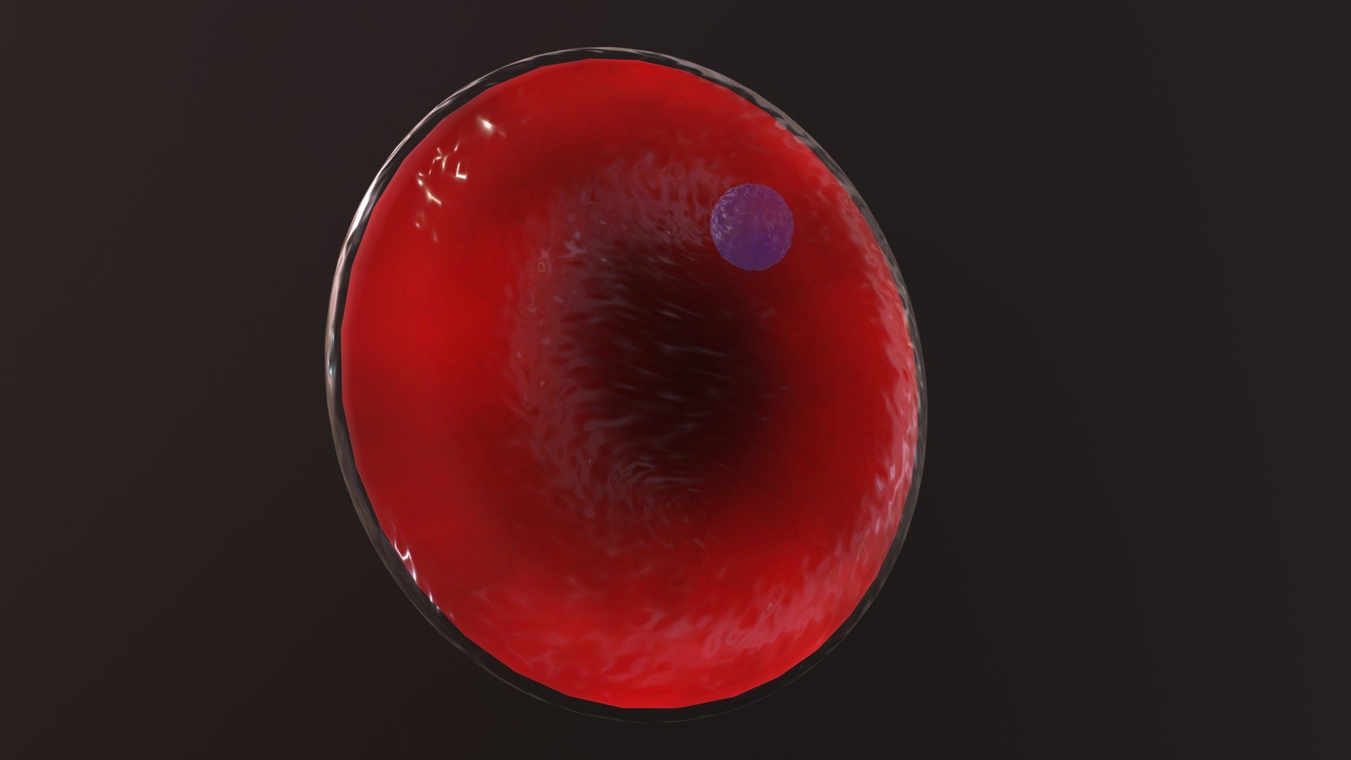A Howell-Jolly body is an erythrocyte inclusion. While erythrocytes should be anuclear, some may retain DNA fragments of a nucleuslike that seen here. On the peripheral blood smear, they  appear as a typically single, darkly staining inclusion.

Normally, the spleen will filter this type of cell. If they are seen in the blood smear, they are indicative of decreased splenic function or normally seen after a splenectomy procedure 3d model