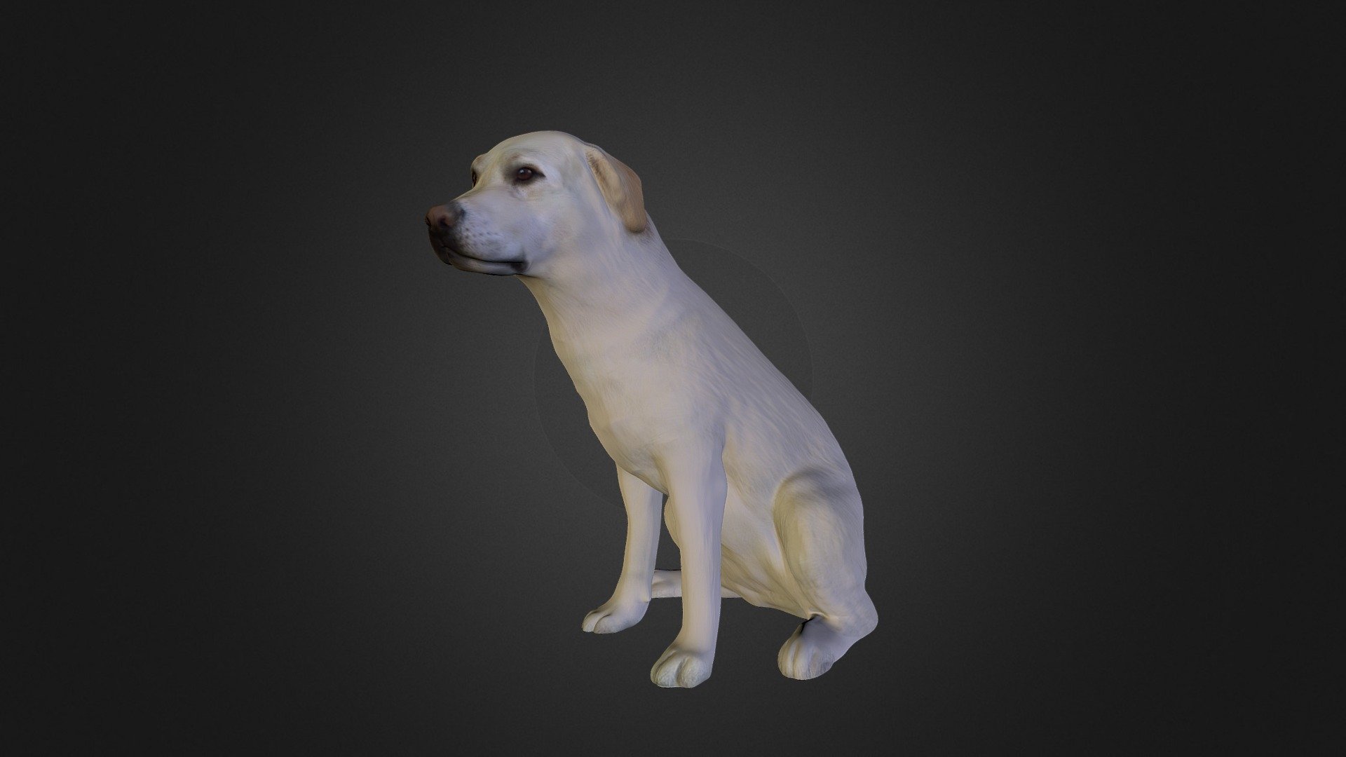 Der erste 3D-Scan eines Tieres, hier von unserer Labrador Hündin Amy. 
Auch hier kommt der schnelle Scan von unter 1 Sekunde sehr gut zur Geltung 3d model