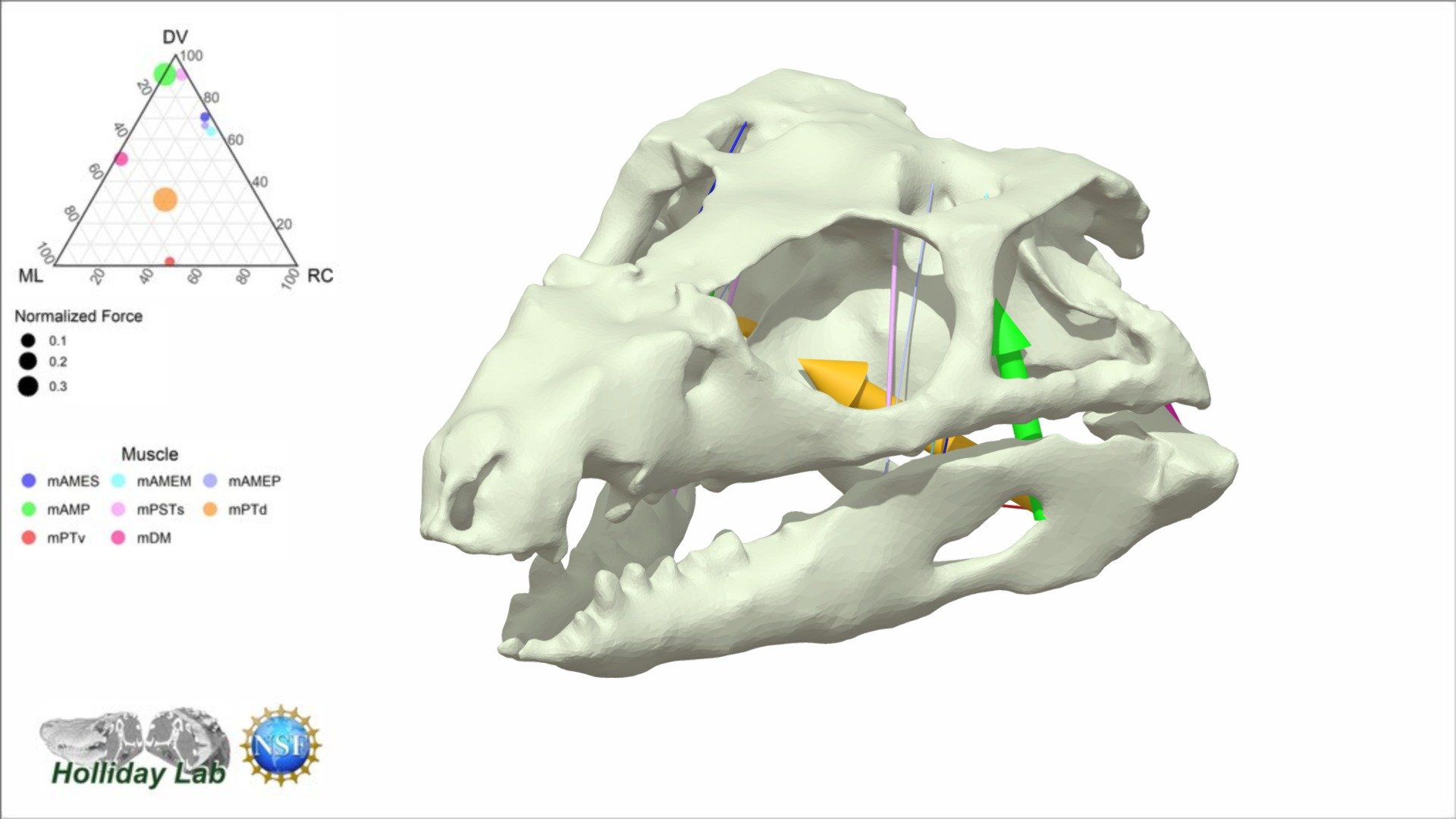 This 3D model of the terrestrial, omnivorous protosuchian crocodyliform &ldquo;Gomphosuchus