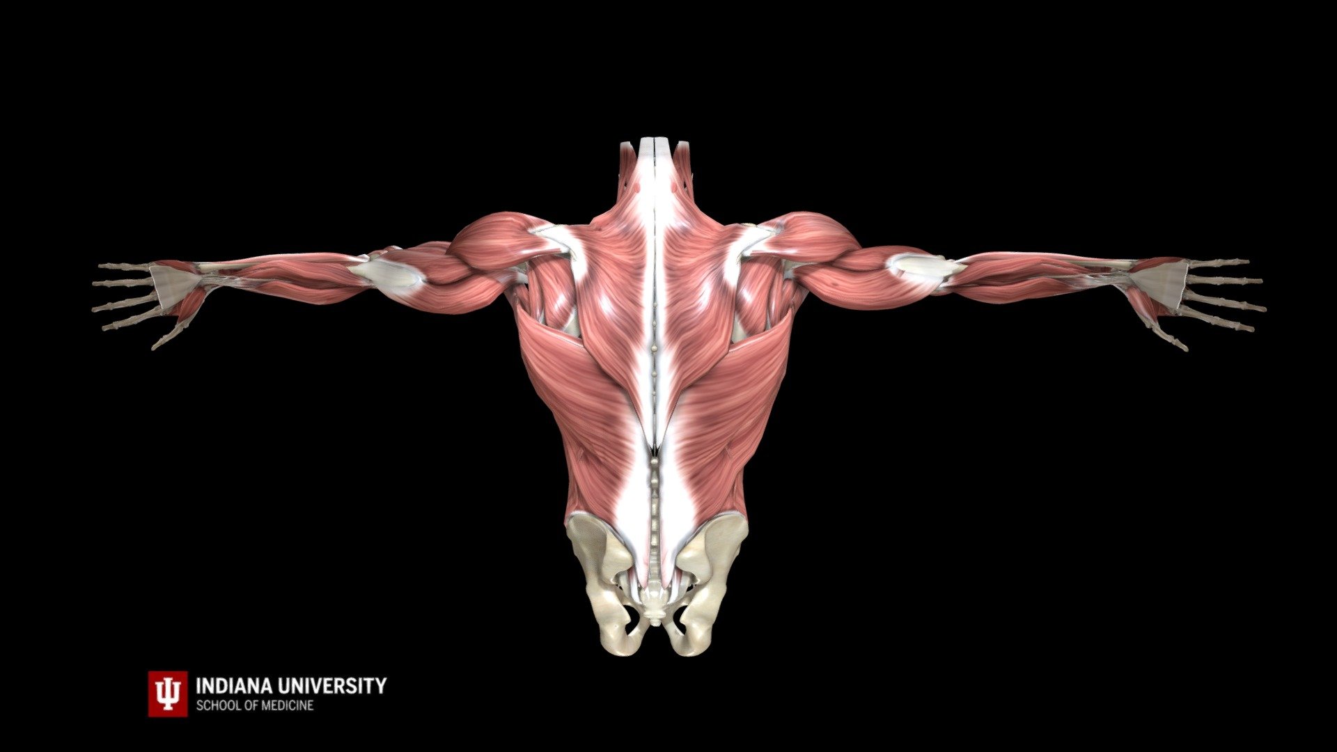 The empty can test (Jobe's test) and full can test (Neer test) are used to diagnose shoulder injuries. Specifically, these physical examination maneuvers examine the integrity of the supraspinatus muscle and tendon.

©Indiana University Board of Trustees. This project was funded by a grant from the Indiana University School of Medicine Program to Launch those Underrepresented in Medicine toward Success (PLUS) and the Medical Student Education Division of the Indiana University School of Medicine, Department of Family Medicine. 3D imaging created by Luke Parker and Emma Parker 3d model
