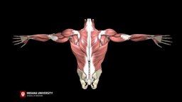 Shoulder school, empty, back, library, university, doctor, patient, muscles, med, can, sports, indiana, arms, dr, medicine, health, shoulder, exam, cuff, iu, athletics, elbow, rotator, iupui, injury, athelete, hosptial, 3d, test, medical, male, bones, msk, neer