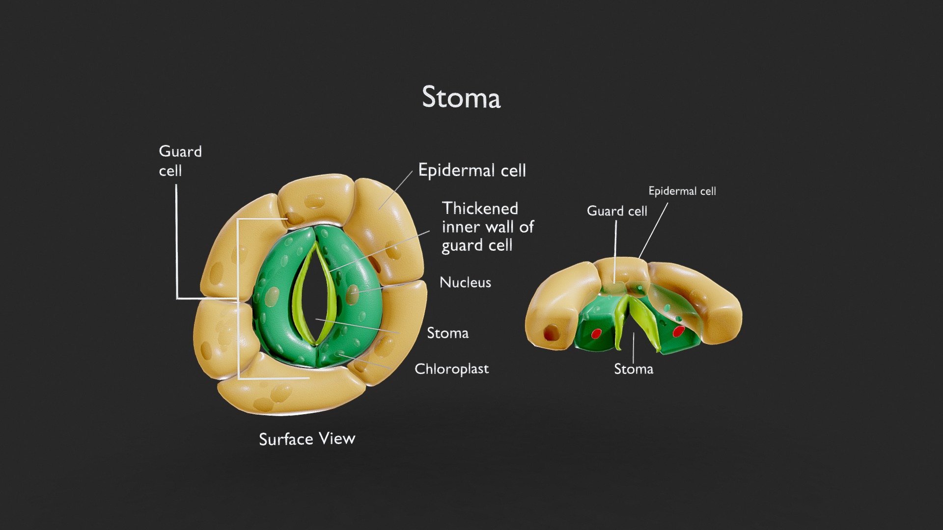 Plant Stomata Structure

Plant stomata are small pores found on the surface of leaves, stems, and other plant organs. They consist of two specialized cells, known as guard cells, which surround a central pore. These structures play a crucial role in regulating gas exchange, controlling water loss, and facilitating photosynthesis in plants.




Format: FBX, OBJ, MTL, STL, glb, glTF, Blender v3.6.2

Optimized UVs (Non-Overlapping UVs)

PBR Textures | 1024x1024 - 2048x2048 - 4096x4096 | (1K, 2K, 4K - Jpeg, Png)

Base Color (Albedo)

Normal Map

AO Map

Metallic Map

Roughness Map

Height  Map

Opacity Map
 - Plant Stomata Structure - Buy Royalty Free 3D model by Nima (@h3ydari96) 3d model