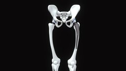 Hip Replacement Implant Bone Legs anatomy, system, gross, bone, med, joint, metal, science, surgery, hip, artificial, skeletal, implant, pelvis, titanium, prosthesis, prosthetic, isolated, stell, pelvic, 3d, medical, femoral, arthoplasty, cartila