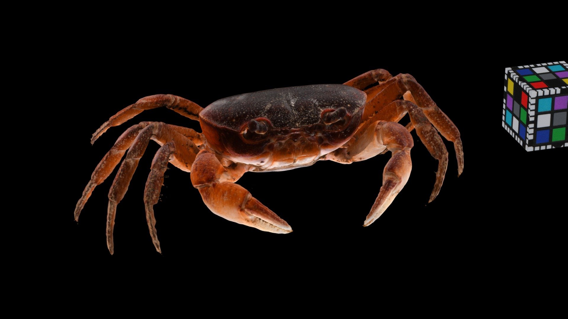 熊本県益城町 
詳細：https://ffish.asia/s/54164 - サワガニ ♀ River Crab, Geothelphusa dehaani - Download Free 3D model by ffish.asia / floraZia.com (@ffishAsia-and-floraZia) 3d model