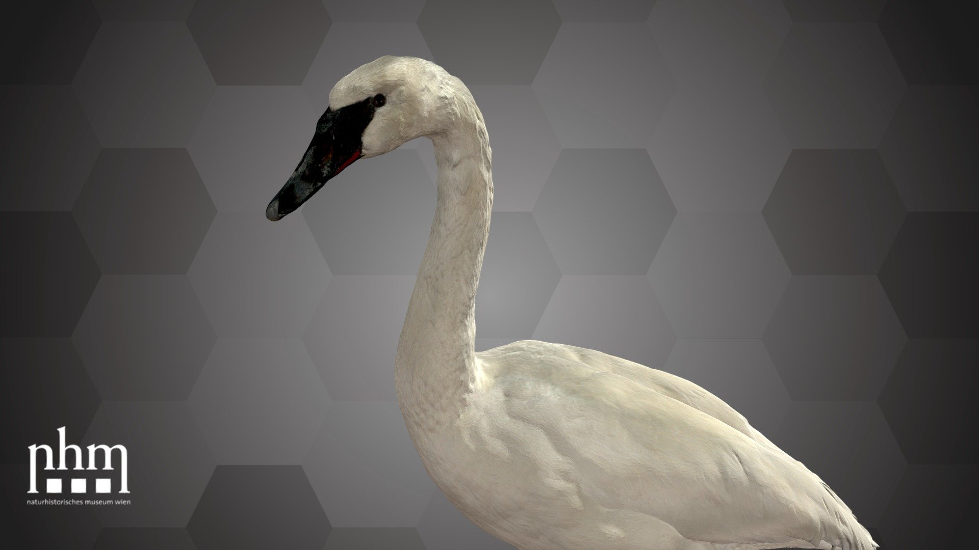 3D scan of a trumpeter swan (Cygnus buccinator), which is the largest native water bird in Northern America and has been widespread there. These birds are around 1.5 meters long, with a wingspan of more than 2 meters. Trumpeter swans got their vernacular name due to their trumpet-like calls. This also reflects the scientific species name derived from &ldquo;buccinare