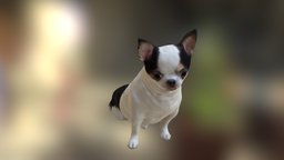 Scanned Chihuahua Dog-887