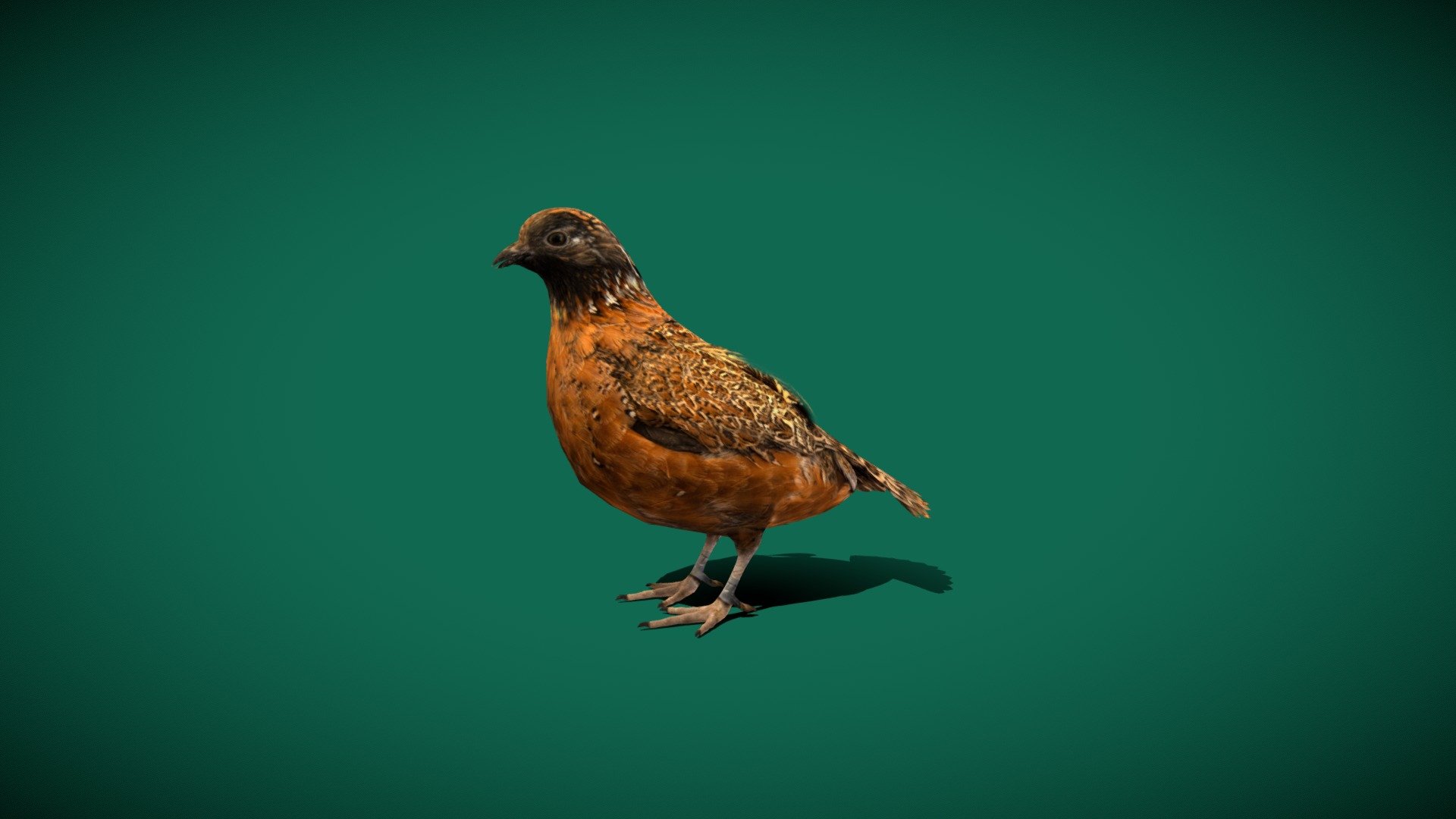 **Masked BobWhite Quails (federally_endangered )marked_quail

Colinus virginianus ridgwayi Animal Birds  (Bartlesville, Oklahoma)

1 Draw Calls

LowPoly

GameReady

8 Animations

4K PBR Textures Material

Unreal FBX (Unreal 4,5 Plus)

Unity FBX  

Blend File 

USDZ File (AR Ready). Real Scale Dimension

Textures Files

GLB File (Unreal 5.1  Plus Native Support)

Gltf File ( Spark AR, Lens Studio(SnapChat) , Effector(Tiktok) , Spline, Play Canvas ) Compatible**

Triangles : 8978

Vertices  : 5168

Faces     : 5636

Edges     : 10788
Diffuse, Metallic, Roughness , Normal Map ,Specular Map,AO,
A male federally endangered masked bobwhite quail (Colinus virginianus ridgwayi) at the Sutton Avian Research Center near Bartlesville, Oklahoma.
.
 - Masked BobWhite Quail Bird (Endangered) - Buy Royalty Free 3D model by Nyilonelycompany 3d model