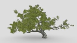Live Oak tree, live, cinematic, artitectural, highquality, game, lowpoly, liveoak
