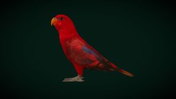 Red Lory Flamboyant Parrot Bird (Game Ready)