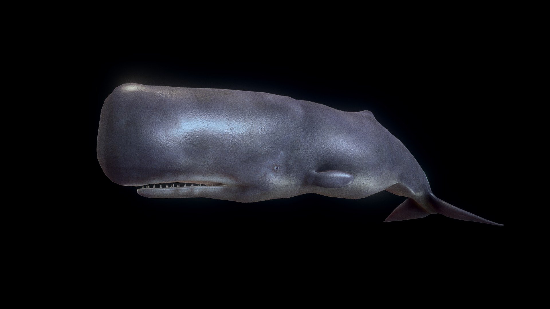 Spermwhale - 3D model by josluat91 3d model