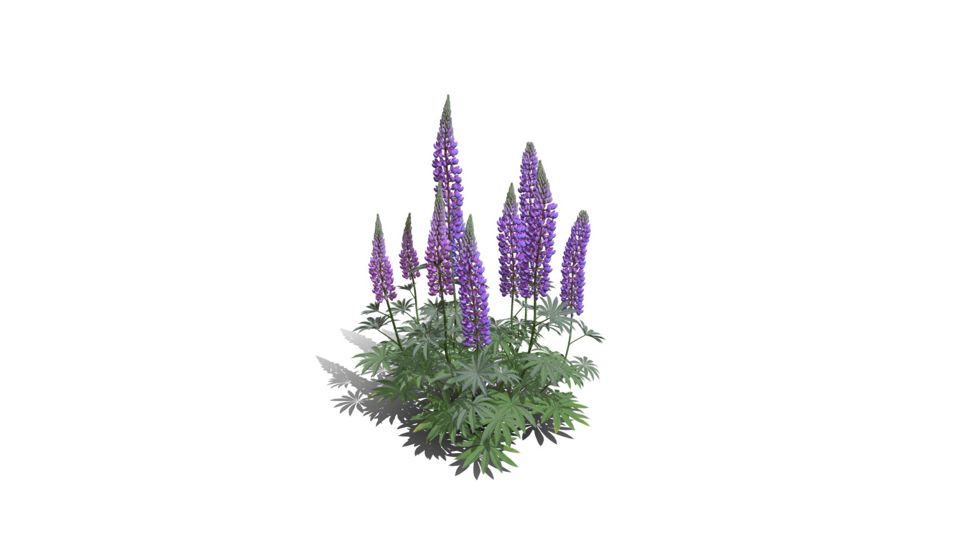 Model specs:





Species Latin name: Lupinus polyphyllus




Species Common name: Large-leaved lupine




Preset name: Long big group




Maturity stage: Adult




Health stage: Thriving




Season stage: Spring




Leaves count: 5031




Height: 1.3 meters




LODs included: Yes




Mesh type: static




Vertex colors: (R) Material blending, (A) Ambient occlusion



Better used for Hi Poly workflows!

Species description:





Region: North America




Biomes: Grassland




Climatic Zones: Cold temperate,Warm temperate




Plant type: Perennial



This PlantCatalog mesh was exported at 40% of its maximum mesh resolution. With the full PlantCatalog, customize hundreds of procedural models + apply wind animations + convert to native shaders and a lot more: https://info.e-onsoftware.com/plantcatalog/ - Realistic HD Large-leaved lupine (9/18) - Buy Royalty Free 3D model by PlantCatalog 3d model