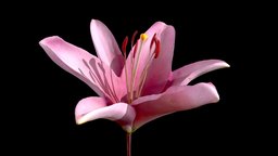 Pink Lily plant, plants, flower, orange, flowers, vegetation, fleur, nature, lily, blossom, lys, daylily, lilium, metashape, asset, blender, scan, noai