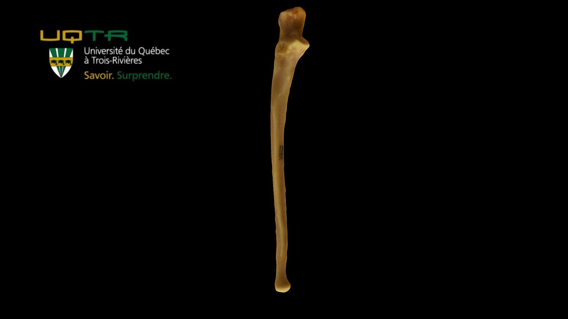 Ulna droite / Right ulna - 3D model by Anatomie UQTR - Anatomy UQTR (@AnatomieUQTR) 3d model