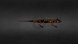 Salamander lizard, salamander, maya, game, creature