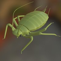 Aphid aphid