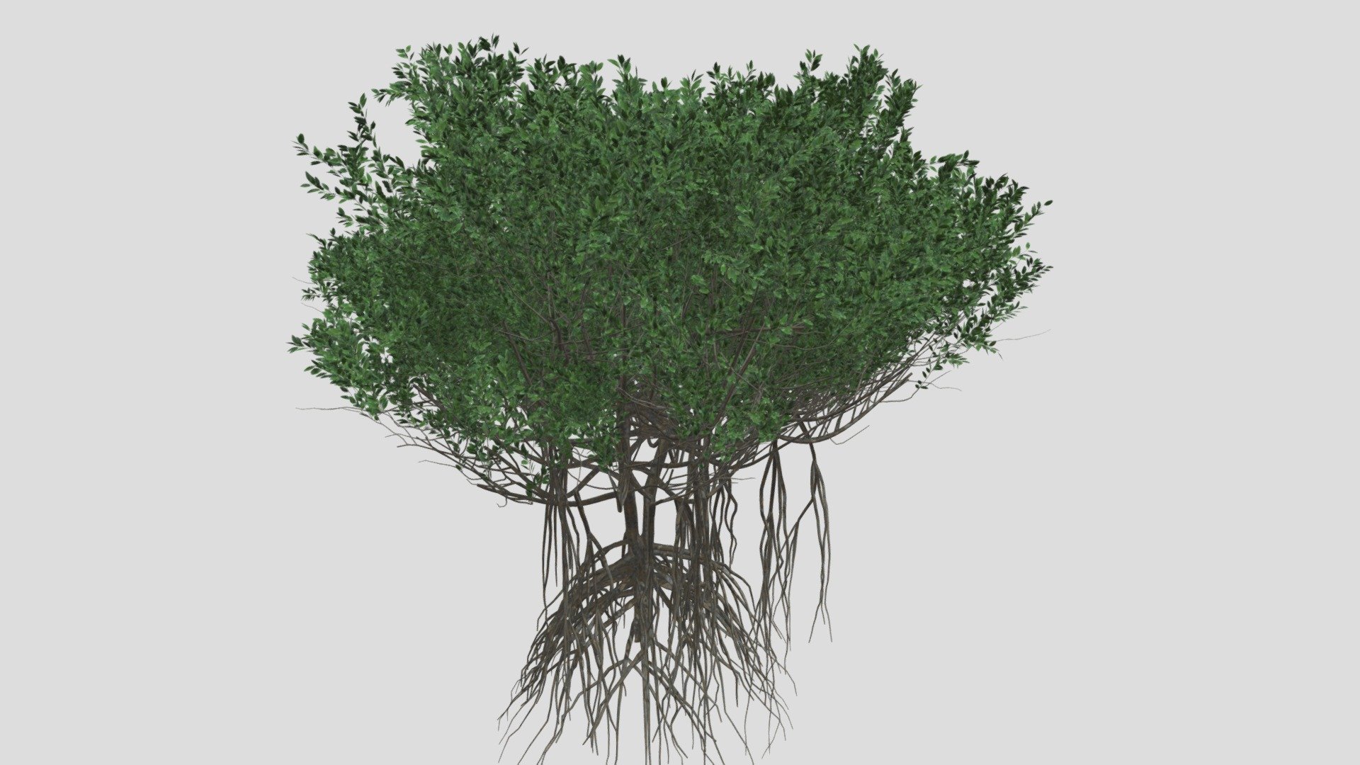 GOBOTREE

A high quality 3d model of a mangrove tree A (Rhizophora mangle).

| Model dimensions : 7.11m7.12m7.08m

| Mesh details â€“ 2225628 faces , 1832498 vertices

| It comes with PBR ready textures - Diffuse, Albedo, AO, Metalness /Specular, Normal, Roughness maps. Other formats available upon request.

| Formats 3ds max 2015 with a Vray materials FBX OBJ

Object suitable for architectural and landscape visualisations and presentations. Please let us know, if we can improve our models or if you need us to adapt to specific needs!

We take custom orders for specific species!

Find more assets on Gobotree.com! - GTV mangrove tree A - Buy Royalty Free 3D model by Gobotree-3D-Assets 3d model