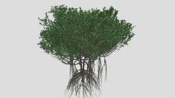 GTV mangrove tree A tree, green, plant, landscape, forest, grass, shrub, park, bark, bush, swamp, mangrove, mangle, rhizophora