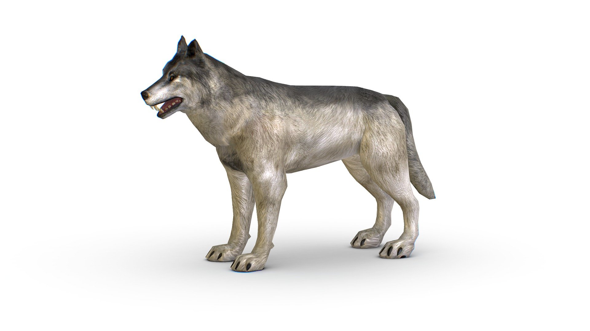 LowPoly Model Grey Wolf, 1024x1024 texture size (nirmal,difuse,specular) - LowPoly Model Grey Wolf - Buy Royalty Free 3D model by Oleg Shuldiakov (@olegshuldiakov) 3d model