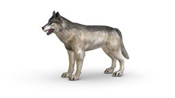 LowPoly Model Grey Wolf