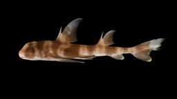 ネコザメ 🦈 Japanese Bullhead Shark