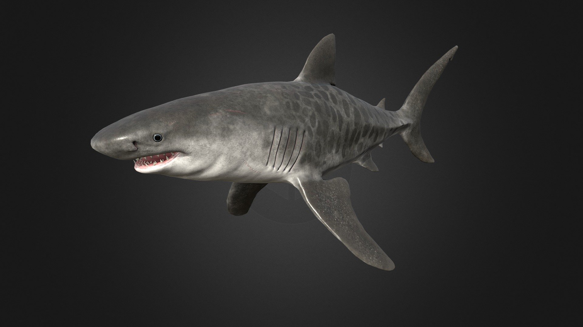 This asset has Tiger Shark model.

Model has 4 LOD.


16500 tris
12350 tris
7400 tris
3800 tris

Diffuse, normal and metallic / Smoothness maps (2048x2048).

37 animations (IP/RM)

Attack 1-2, death,eat, hit (back,front,midle), idle 1-2, ,swim attack ,swim (f-fl-fr-fu-fd), swim fast (f-fl-fr-fu-fd), turn (left,right) etc.

If you have any questions, please contact us by mail: Chester9292@mail.ru - Tiger Shark - Buy Royalty Free 3D model by Darina3D 3d model