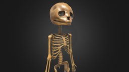 Foetus Skeleton skeleton, anatomy, biology, baby, digitized, museum, medicine, nature, skeletal, foetus, character, game, skull, medical, human, featus
