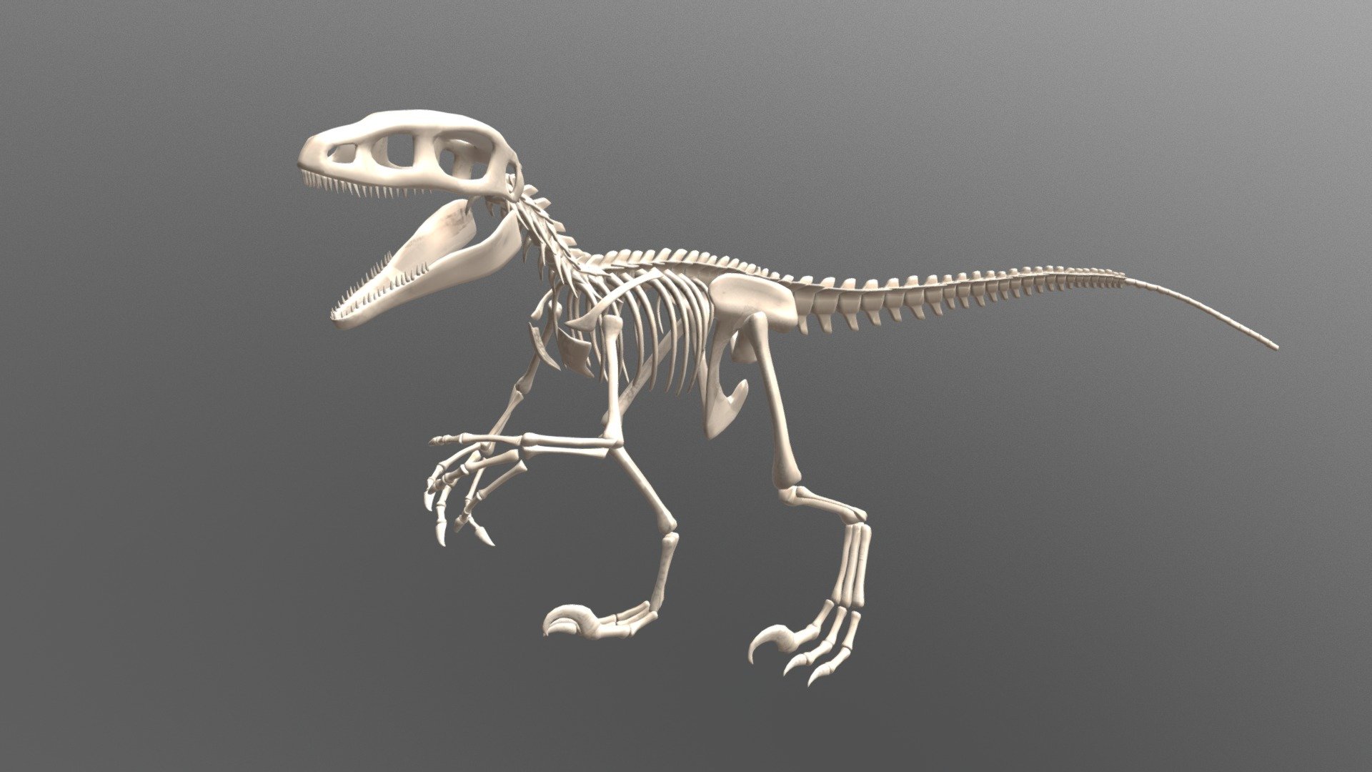 Anatomically based carnivore dinosaur skeleton is a part of X-Muscle System distributed as an X-Muscle System Anatomy Bundle  -link removed- - Carnivore Dinosaur Skeleton - 3D model by karab44 3d model