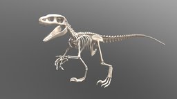 Carnivore Dinosaur Skeleton