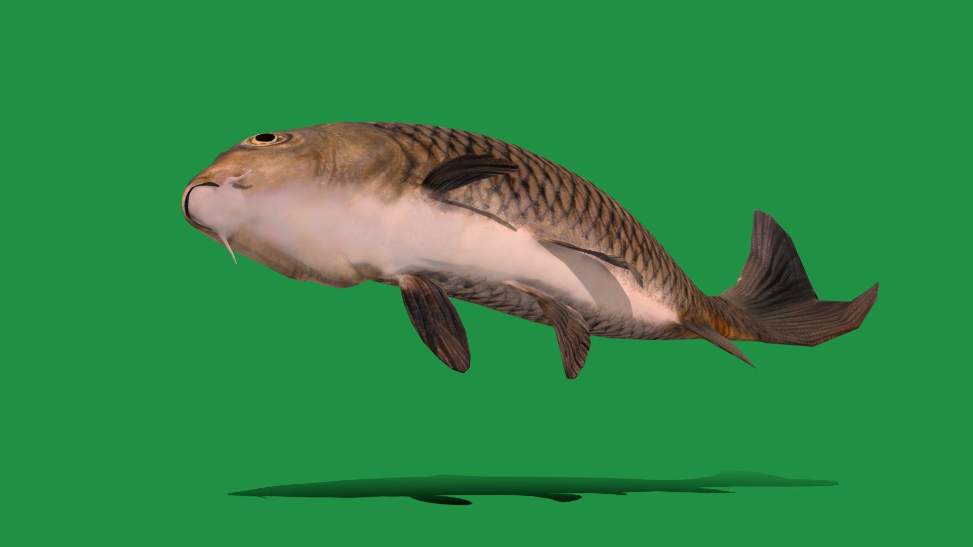 Common Eurasian Carp (European carp)Endangered Species

Cyprinus Carpio Animal Fish(Aquatic)freshwater,Marine Animals,

1 Draw Calls

LowPoly

Game Ready (Character)

Subdivision Surface Ready

6- Animations 

4K PBR Textures 1 Material

Unreal/Unity FBX 

Blend File 3.6.5 LTS / 4 Plus

USDZ File (AR Ready). Real Scale Dimension (Xcode ,Reality Composer, Keynote Ready)

Textures Files

GLB File (Unreal 5.1 Plus Native Support,Gadot)


Gltf File ( Spark AR, Lens Studio(SnapChat) , Effector(Tiktok) , Spline, Play Canvas,Omiverse ) Compatible




Triangles -3896



Faces -1982

Edges -3949

Vertices -1972

Diffuse, Metallic, Roughness , Normal Map ,Specular Map,AO


The Eurasian carp ,European carp, widely known as the common carp, is a widespread freshwater fish of eutrophic waters in lakes and large rivers in Europe and Asia.Common carp (Cyprinus carpio) are large, heavy-bodied freshwater fish native to Europe and Asia.Common carp are omnivorous bottom feeders - Common Carp Fish (Endangered) - Buy Royalty Free 3D model by Nyilonelycompany 3d model